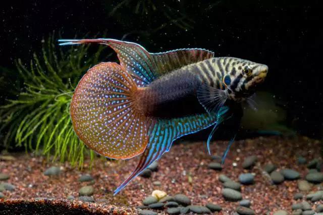 為什么6沒有斗魚(斗魚為什么會互相打架)