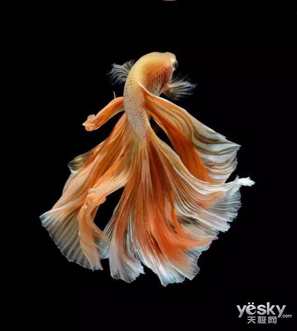 為什么6沒有斗魚(斗魚為什么會互相打架)