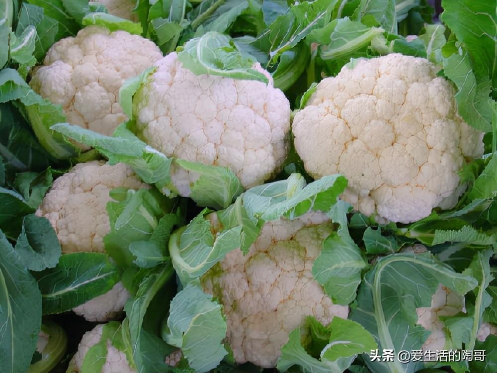 為什么才會得菜花病(為什么有的菜花是散的)