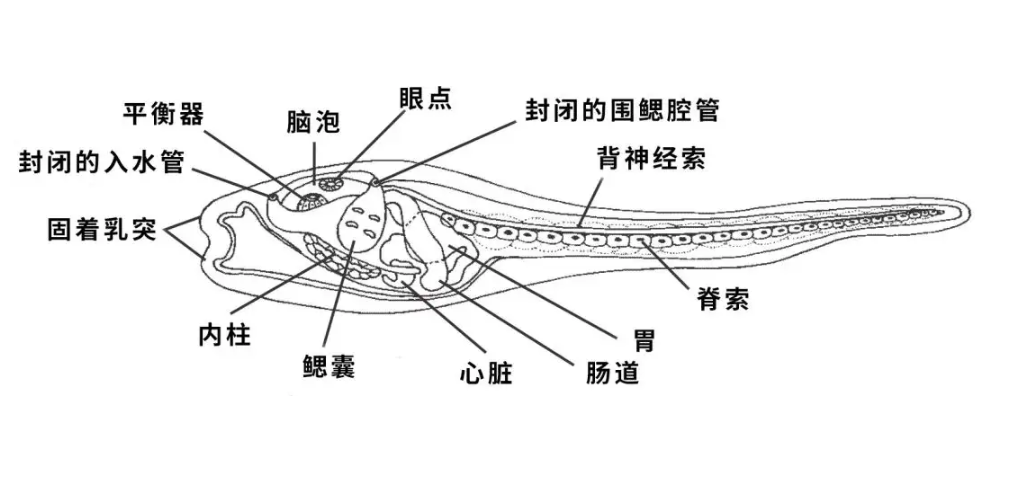 為什么會逆生長(植物為什么會生長)