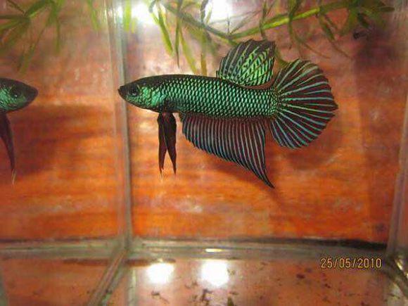 為什么6沒有斗魚(斗魚為什么會互相打架)
