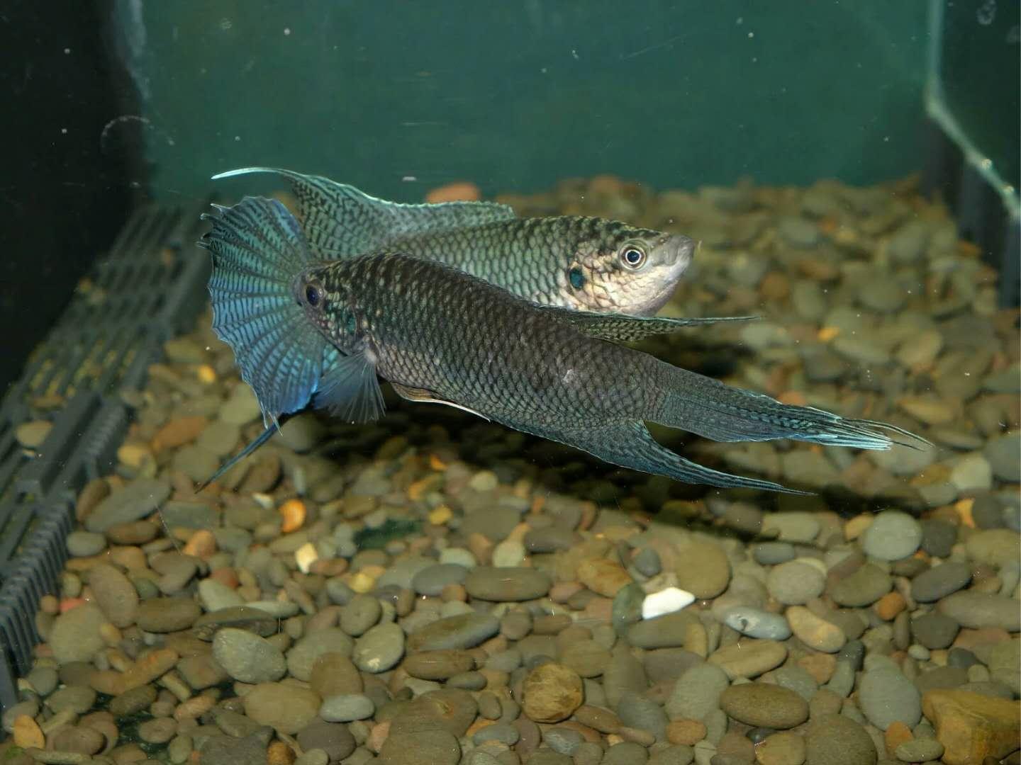 為什么6沒有斗魚(斗魚為什么會互相打架)