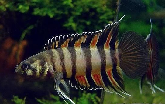 為什么6沒有斗魚(斗魚為什么會互相打架)