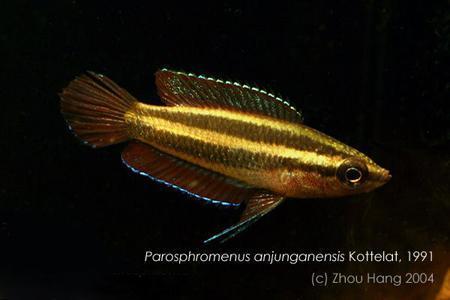 為什么6沒有斗魚(斗魚為什么會互相打架)