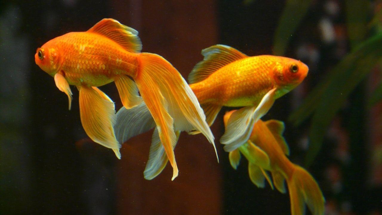 十大養不死的淡水魚(十種適合淡水飼養的觀賞魚)