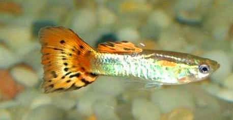 孔雀魚水溫多少度合適,孔雀魚適合在多少度水溫里養