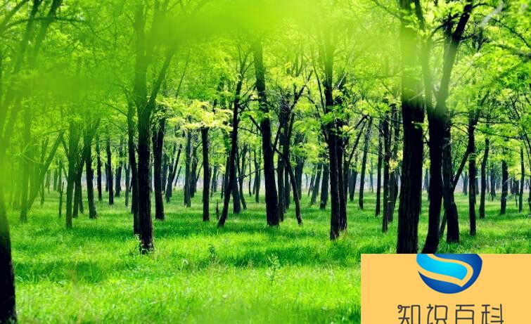 關(guān)于綠樹(shù)成蔭的詩(shī)句有哪些