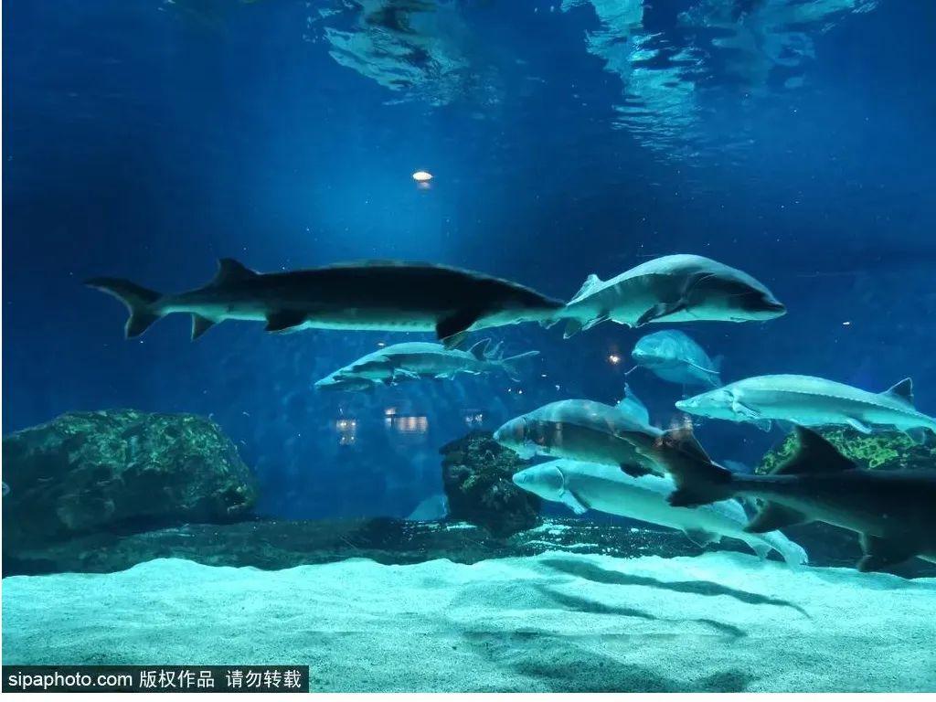 中國(guó)最大的海洋館排名前十(中國(guó)最好水族館的排行)