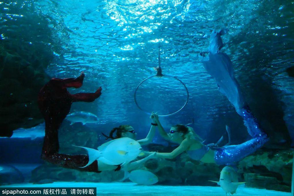 中國(guó)最大的海洋館排名前十(中國(guó)最好水族館的排行)