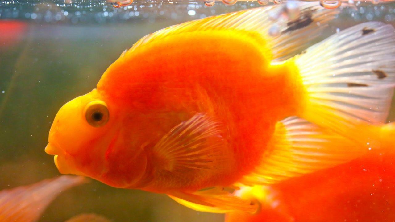 十大養不死的淡水魚(十種適合淡水飼養的觀賞魚)