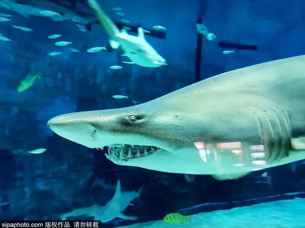 中國(guó)最大的海洋館排名前十(中國(guó)最好水族館的排行)