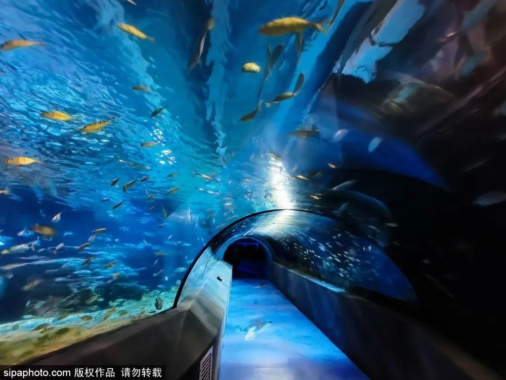 中國(guó)最大的海洋館排名前十(中國(guó)最好水族館的排行)