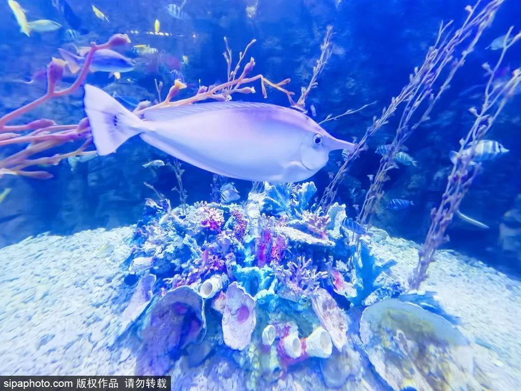 中國(guó)最大的海洋館排名前十(中國(guó)最好水族館的排行)