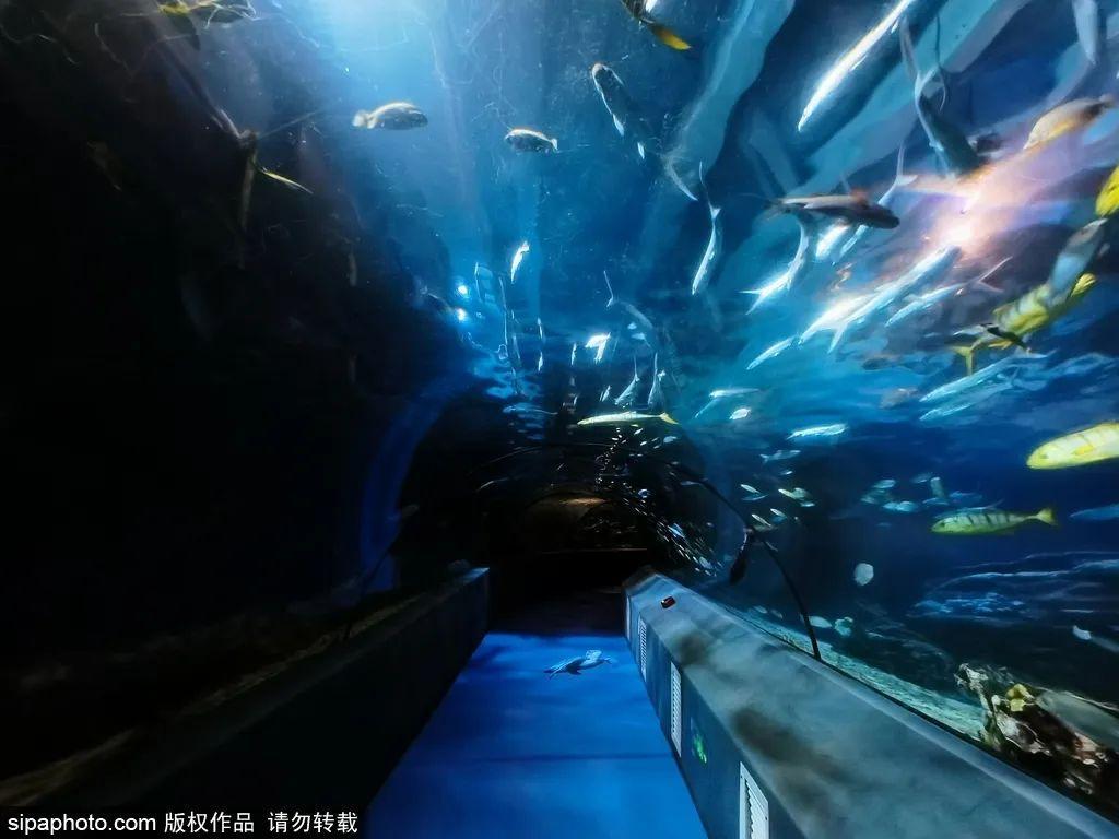 中國(guó)最大的海洋館排名前十(中國(guó)最好水族館的排行)