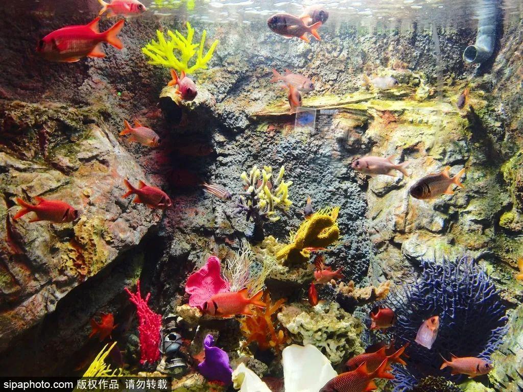 中國(guó)最大的海洋館排名前十(中國(guó)最好水族館的排行)