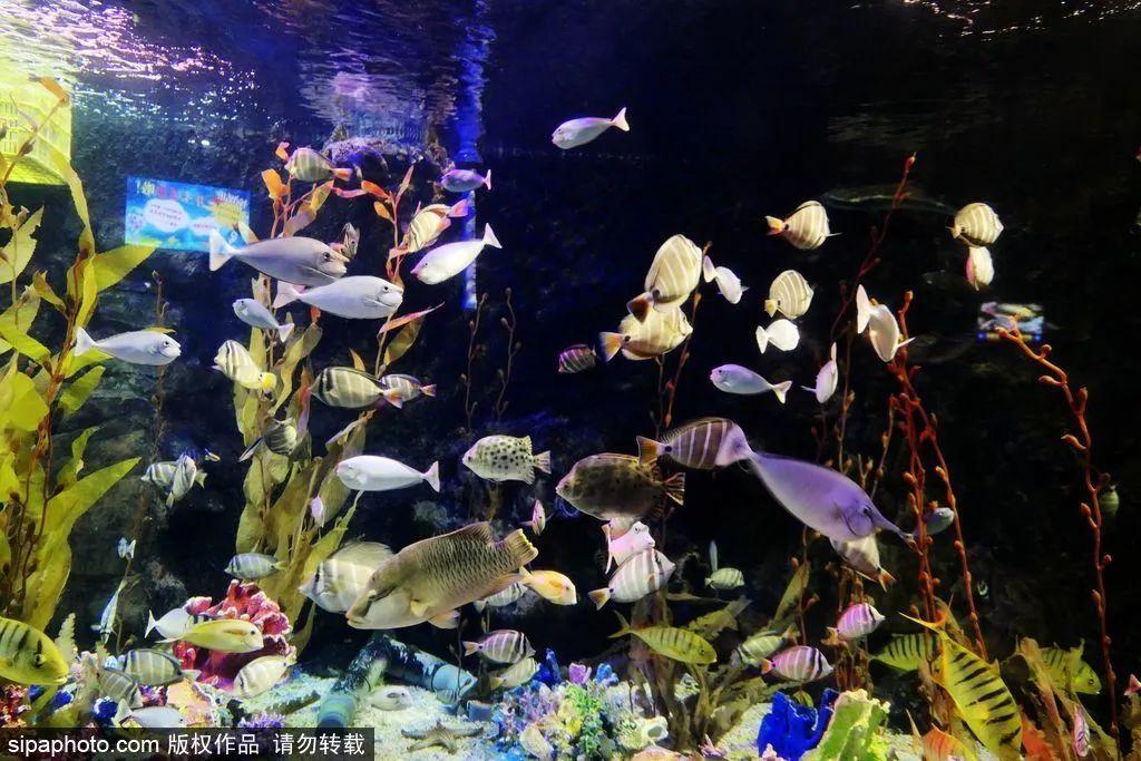 中國(guó)最大的海洋館排名前十(中國(guó)最好水族館的排行)