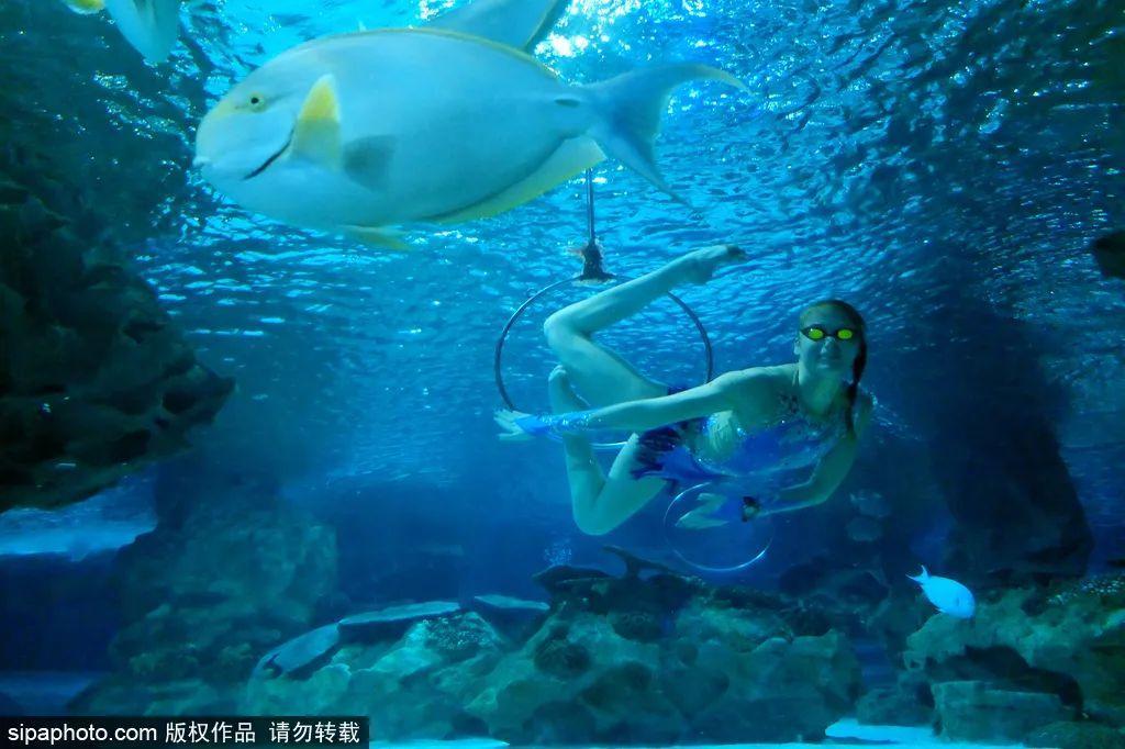 中國(guó)最大的海洋館排名前十(中國(guó)最好水族館的排行)