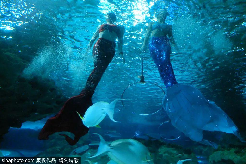 中國(guó)最大的海洋館排名前十(中國(guó)最好水族館的排行)