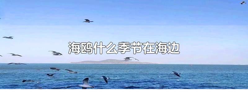 海鷗什么季節(jié)在海邊 秦皇島海鷗什么季節(jié)在海邊