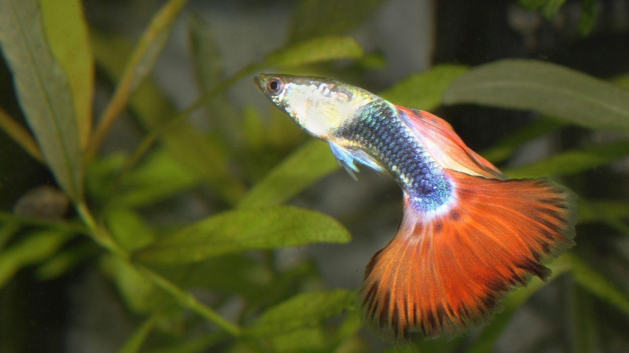 十大養不死的淡水魚(十種適合淡水飼養的觀賞魚)