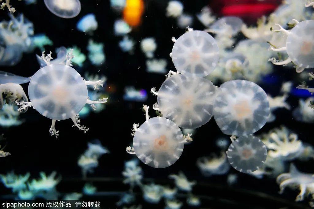 中國(guó)最大的海洋館排名前十(中國(guó)最好水族館的排行)