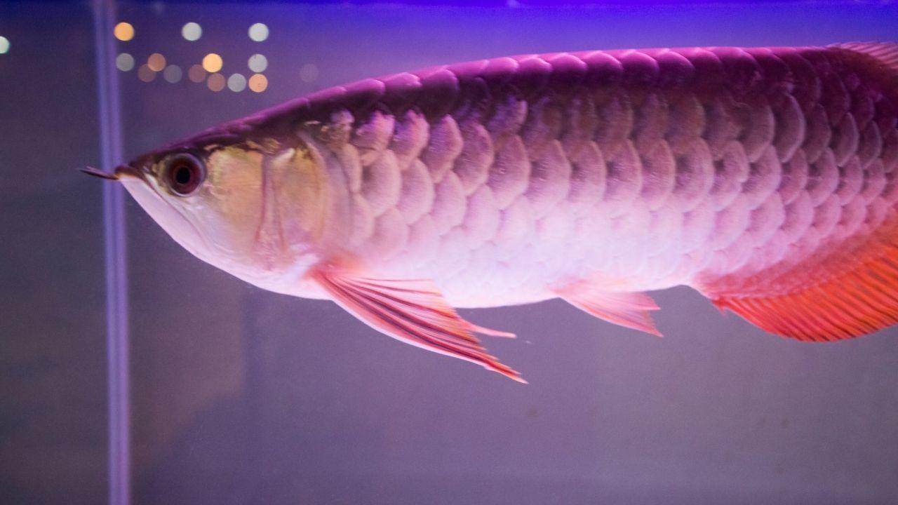 十大養不死的淡水魚(十種適合淡水飼養的觀賞魚)