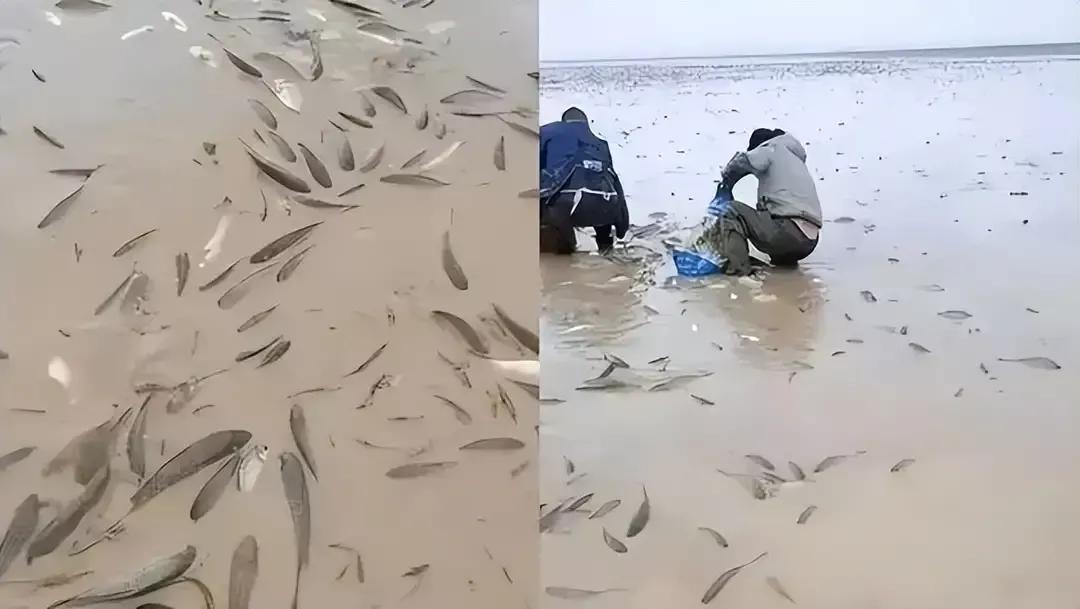 鄱陽湖上萬斤魚擱淺 20多人自費轉(zhuǎn)運 送萬斤擱淺魚到贛江