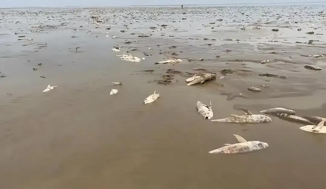 鄱陽湖上萬斤魚擱淺 20多人自費轉(zhuǎn)運 送萬斤擱淺魚到贛江