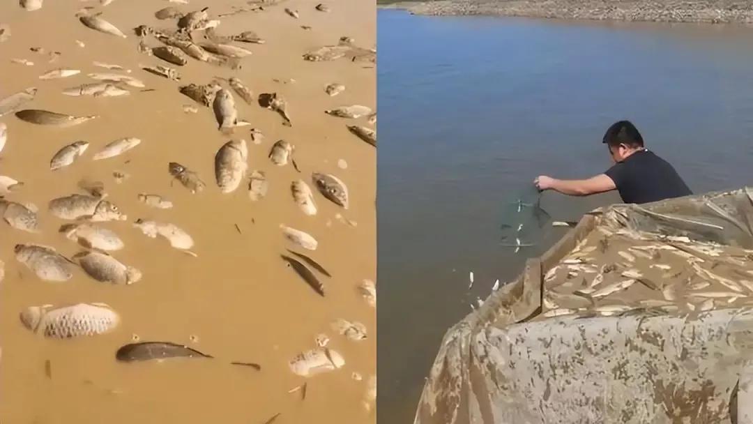 鄱陽湖上萬斤魚擱淺 20多人自費轉(zhuǎn)運 送萬斤擱淺魚到贛江