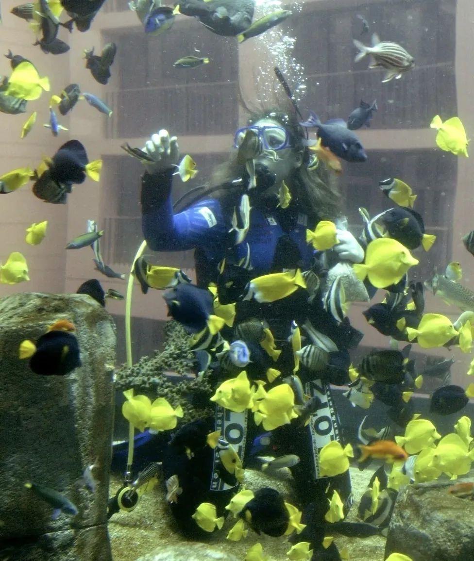 世界最大獨(dú)立圓柱體水族館爆裂,制造商介入調(diào)查