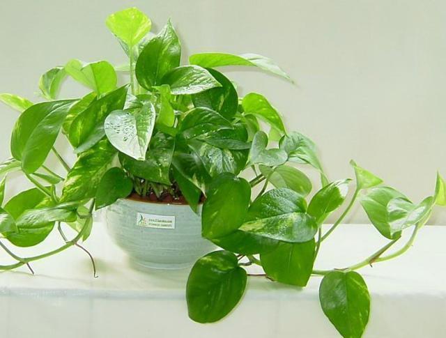 防輻射植物(防輻射植物好看又好養(yǎng))